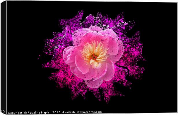 Chinese peony with paint splatter effect Canvas Print by Rosaline Napier