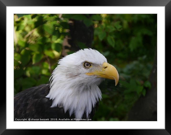 Bald Eagle Framed Mounted Print by sharon bennett