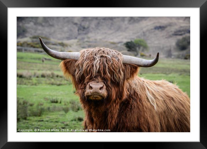 Highland Cow (or Coo) Near Corran  Framed Mounted Print by Rosalind White