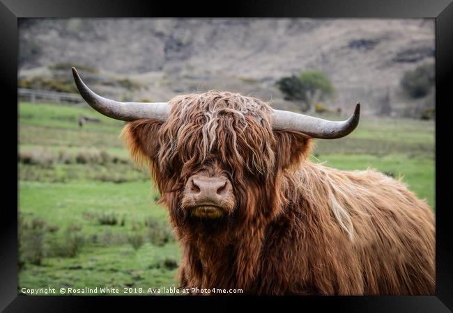 Highland Cow (or Coo) Near Corran  Framed Print by Rosalind White