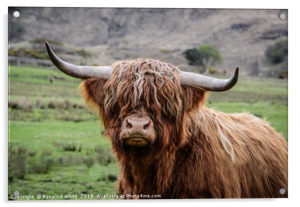 Highland Cow (or Coo) Near Corran  Acrylic by Rosalind White