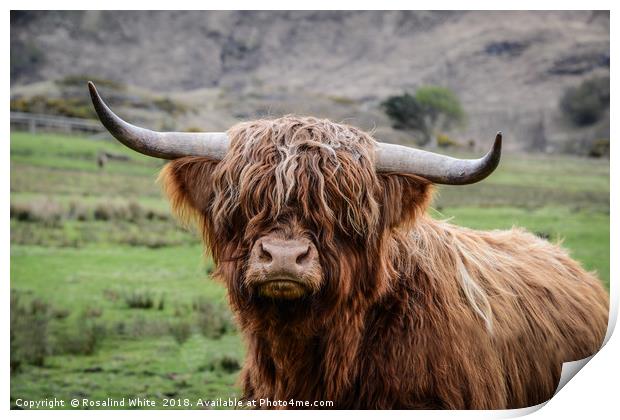 Highland Cow (or Coo) Near Corran  Print by Rosalind White