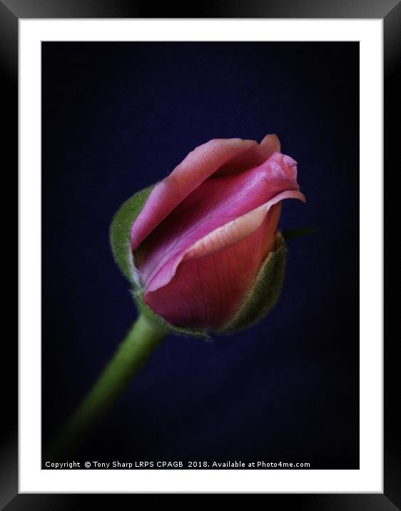 ROSE BUD Framed Mounted Print by Tony Sharp LRPS CPAGB