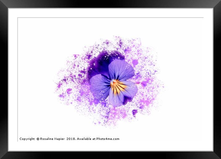 Purple pansy on white background Framed Mounted Print by Rosaline Napier