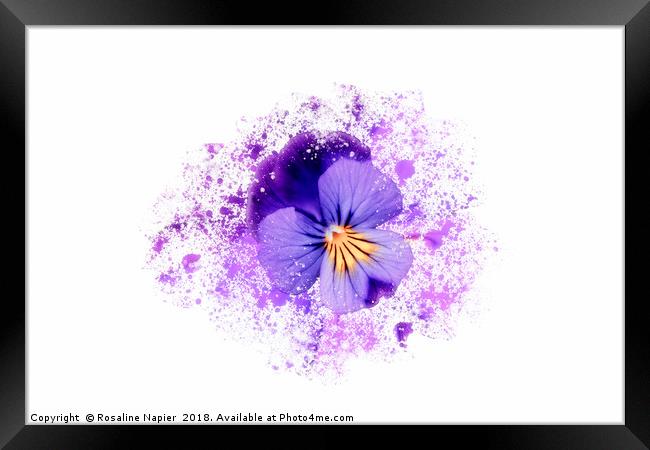 Purple pansy on white background Framed Print by Rosaline Napier