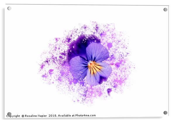 Purple pansy on white background Acrylic by Rosaline Napier