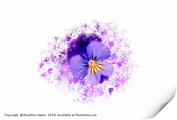 Purple pansy on white background Print by Rosaline Napier