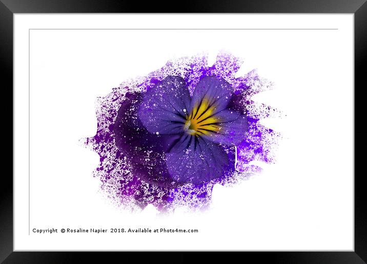 Purple pansy with paint splatter effect Framed Mounted Print by Rosaline Napier