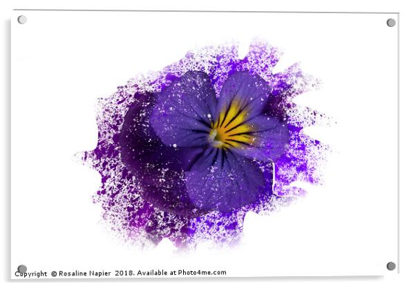 Purple pansy with paint splatter effect Acrylic by Rosaline Napier
