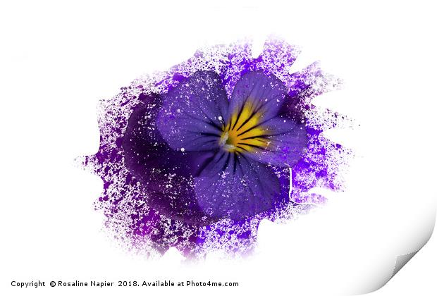 Purple pansy with paint splatter effect Print by Rosaline Napier