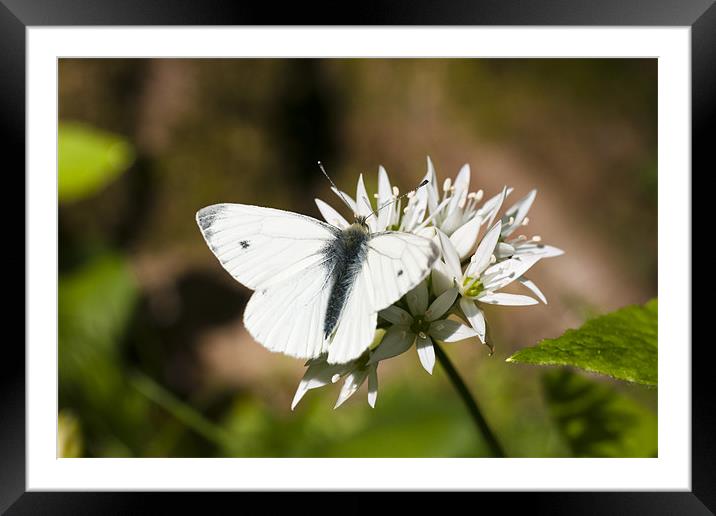 Animal, Butterfly, Green veined White, Pieris napi Framed Mounted Print by Hugh McKean