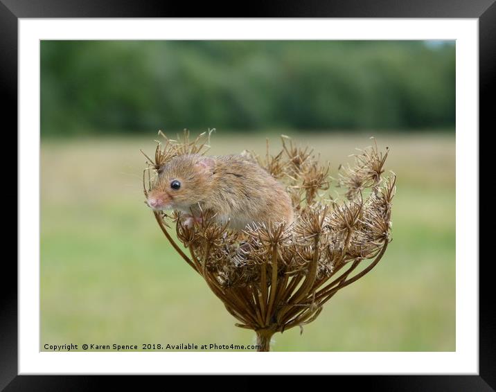 Field mouse and seed head Framed Mounted Print by Karen Spence