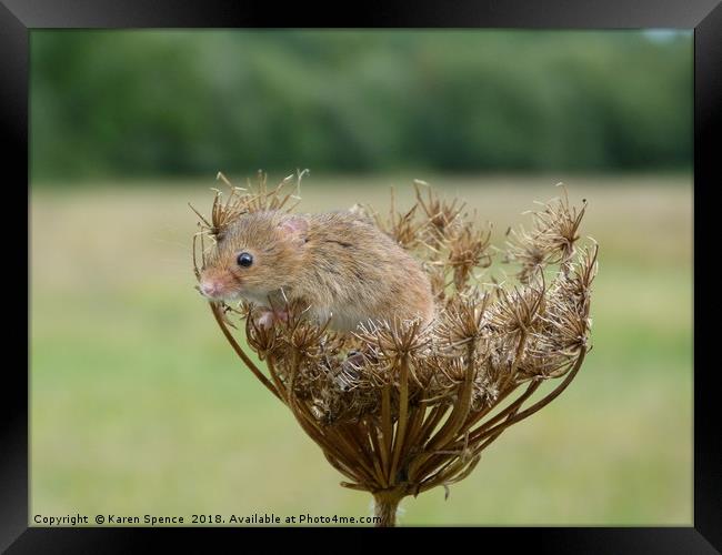 Field mouse and seed head Framed Print by Karen Spence