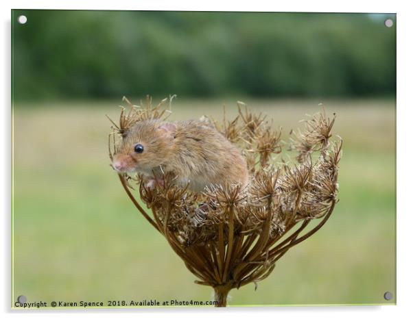 Field mouse and seed head Acrylic by Karen Spence