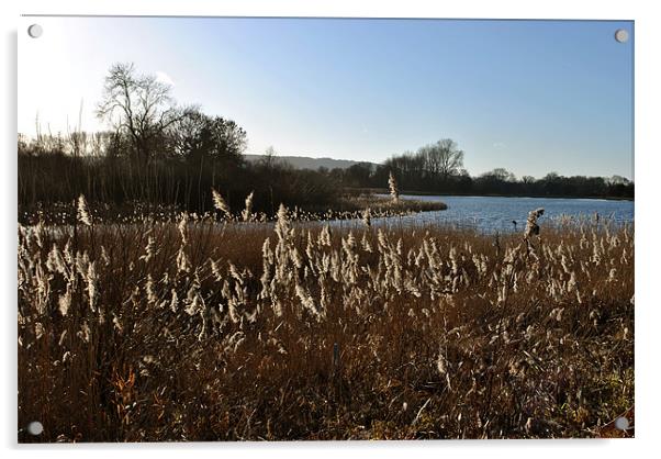 Reedbeds on Marsworth Reservoir Acrylic by graham young