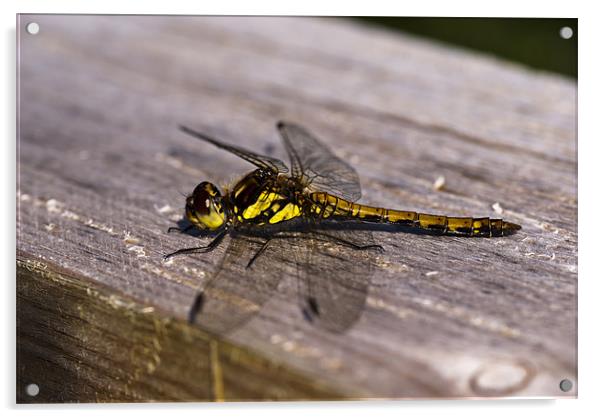 Dragonfly, Common Darter, Sympetrum striolatum, fe Acrylic by Hugh McKean