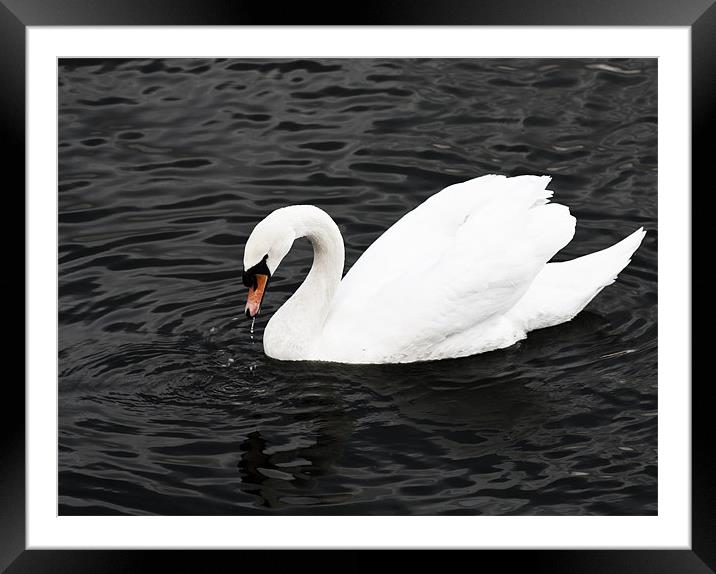 Swan Lake Framed Mounted Print by Peter Elliott 