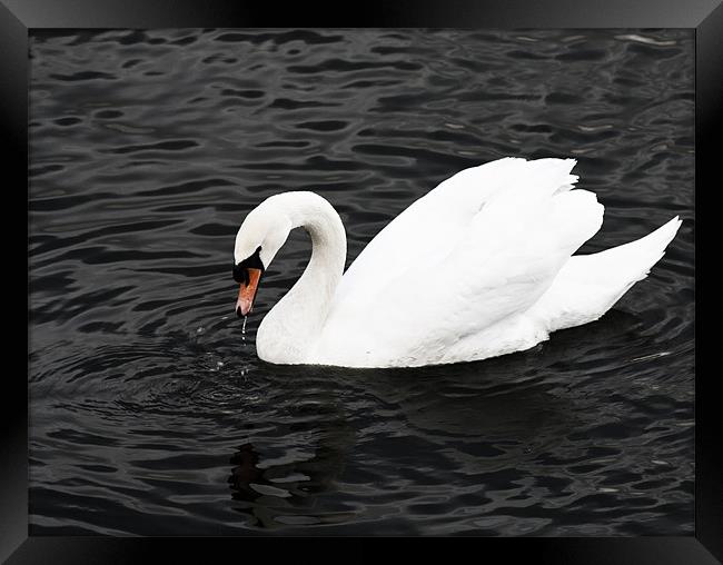 Swan Lake Framed Print by Peter Elliott 