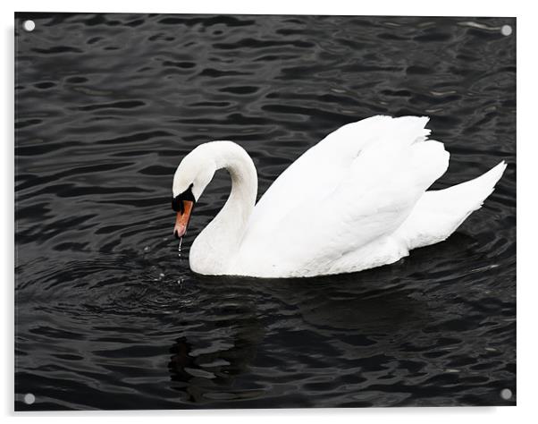 Swan Lake Acrylic by Peter Elliott 
