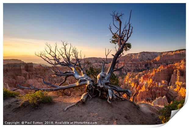Bryce Canyon Boughs Print by Paul Sutton