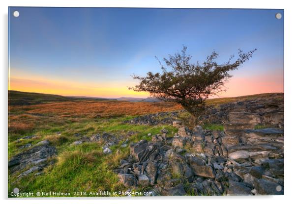 Lone Hawthorn Tree, BreconBeacons Acrylic by Neil Holman