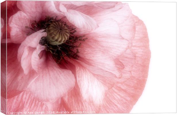 Soft Pink Poppy Canvas Print by Ann Garrett