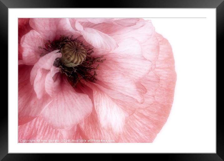 Soft Pink Poppy Framed Mounted Print by Ann Garrett