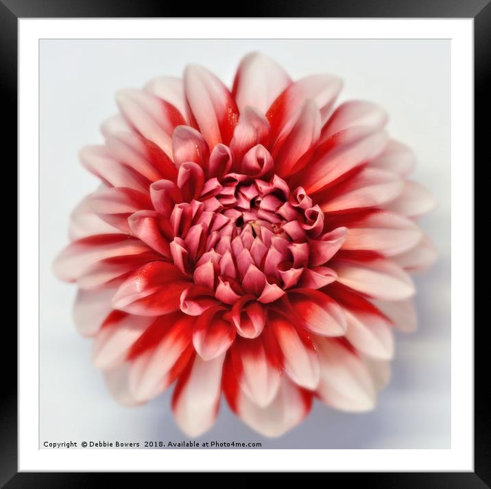 Dahlia in Colour  Framed Mounted Print by Lady Debra Bowers L.R.P.S