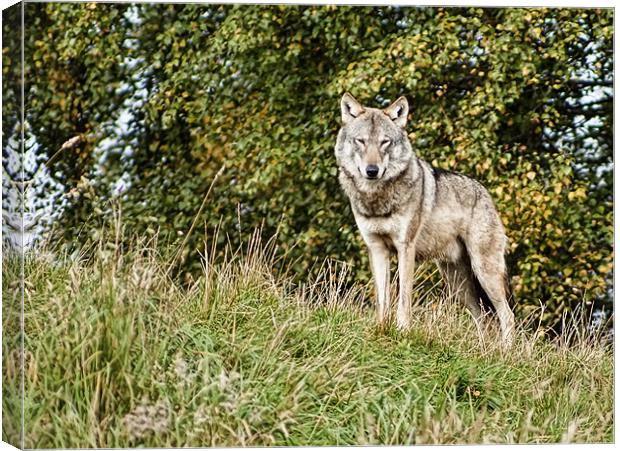 Leader of the pack Canvas Print by Sam Smith