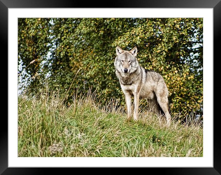 Leader of the pack Framed Mounted Print by Sam Smith