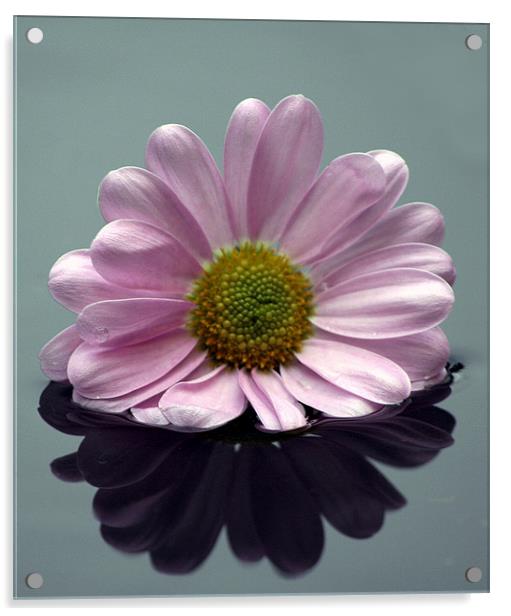 Chrysanthemum in water Acrylic by Doug McRae