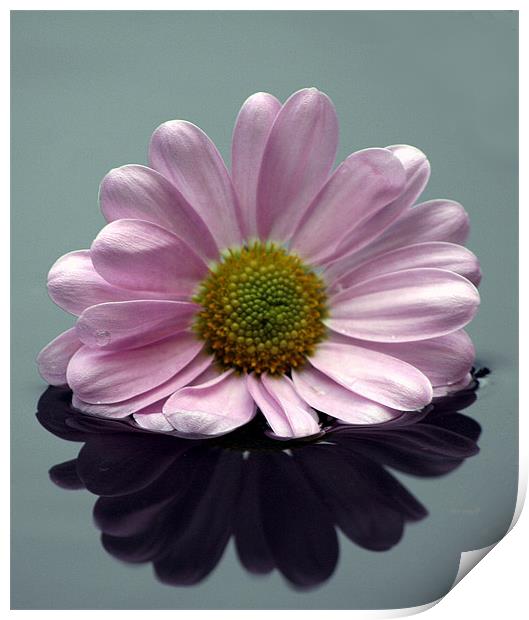 Chrysanthemum in water Print by Doug McRae