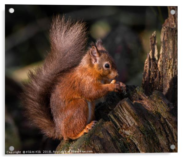 Red Squirrel Acrylic by Angela H