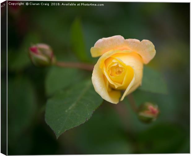 Yellow Rose  Canvas Print by Ciaran Craig