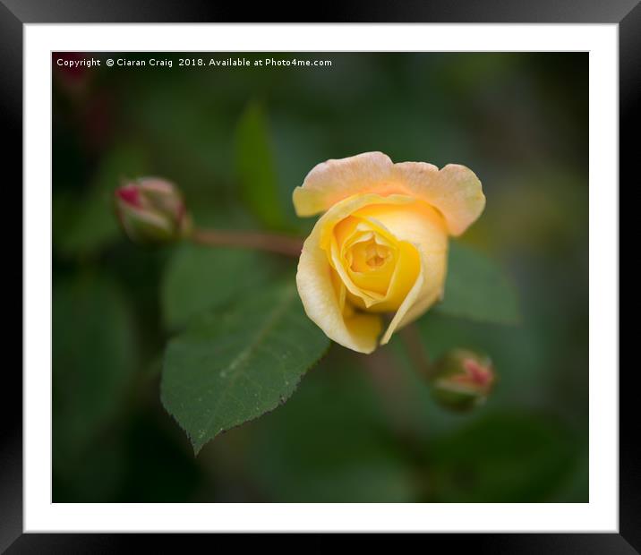 Yellow Rose  Framed Mounted Print by Ciaran Craig