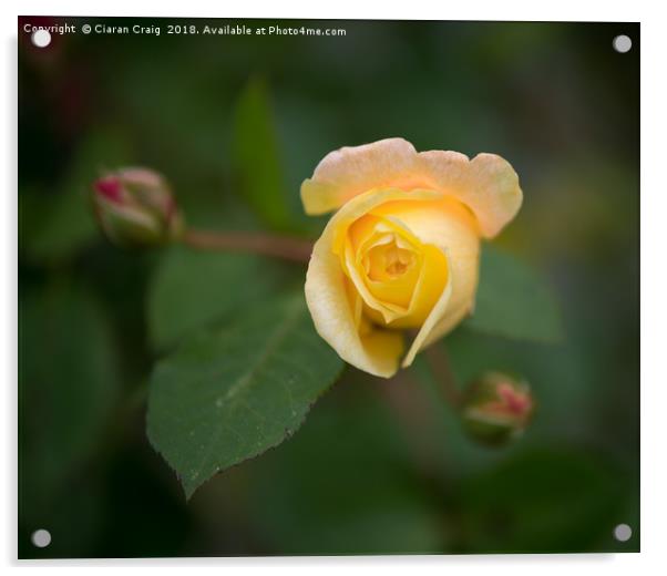 Yellow Rose  Acrylic by Ciaran Craig