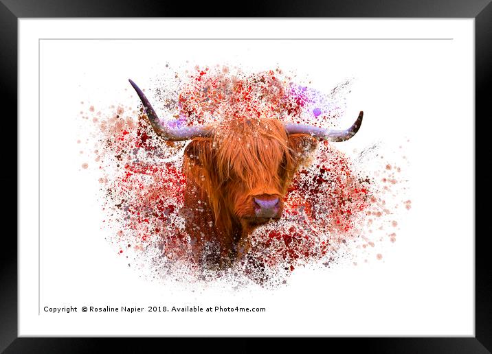 Highland cow with paint splatter Framed Mounted Print by Rosaline Napier