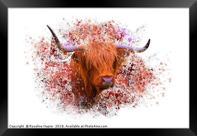 Highland cow with paint splatter Framed Print by Rosaline Napier