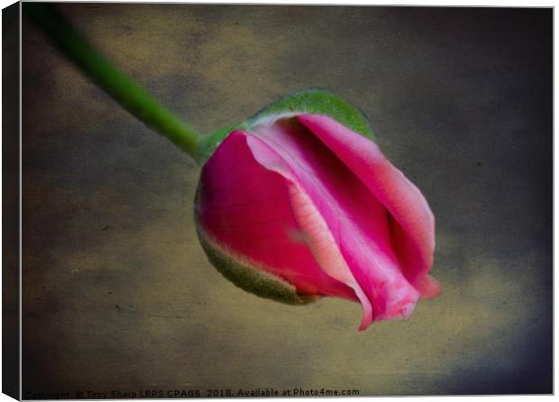 ROSE BUD IN DETAILED FORM Canvas Print by Tony Sharp LRPS CPAGB