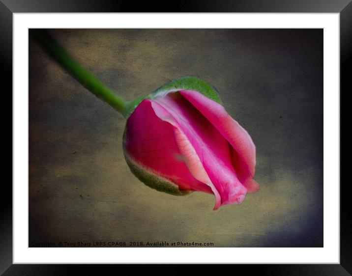 ROSE BUD IN DETAILED FORM Framed Mounted Print by Tony Sharp LRPS CPAGB