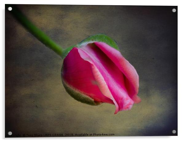 ROSE BUD IN DETAILED FORM Acrylic by Tony Sharp LRPS CPAGB