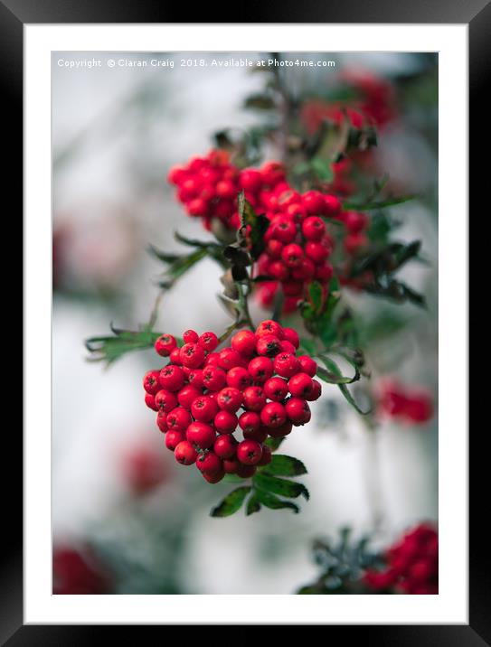 Red Berries  Framed Mounted Print by Ciaran Craig
