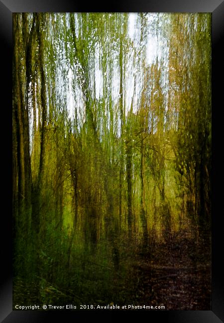 Abstract Woodland Framed Print by Trevor Ellis