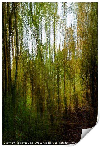 Abstract Woodland Print by Trevor Ellis