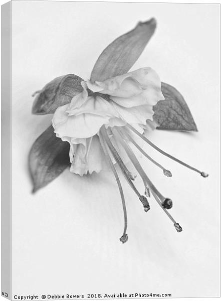 Fuchsia in B&W Canvas Print by Lady Debra Bowers L.R.P.S