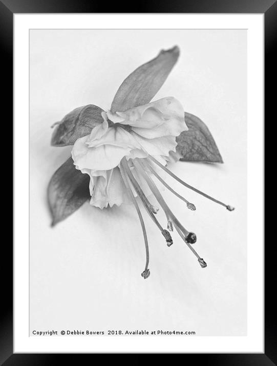 Fuchsia in B&W Framed Mounted Print by Lady Debra Bowers L.R.P.S