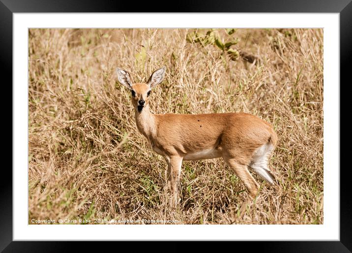 Steenbok (Raphicerus campestris) Framed Mounted Print by Chris Rabe