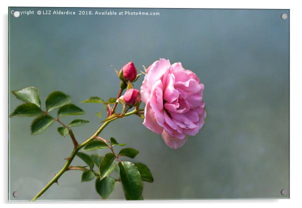 Pretty in Pink Acrylic by LIZ Alderdice