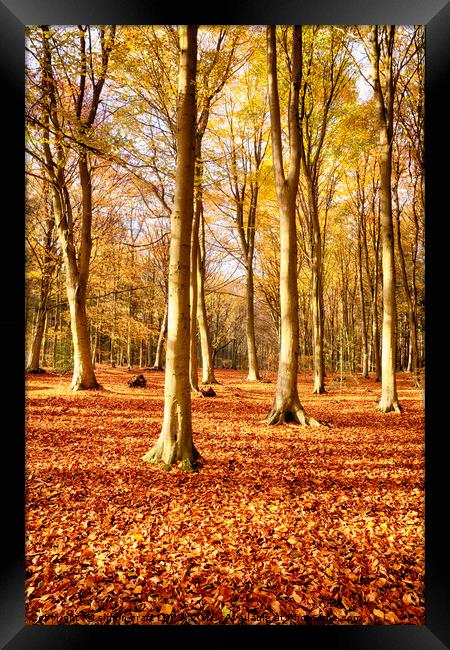 Forest beech trees in autumn fall Framed Print by Simon Bratt LRPS