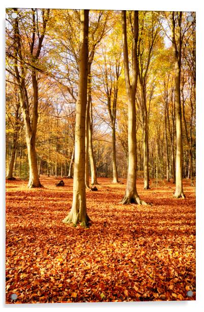 Forest beech trees in autumn fall Acrylic by Simon Bratt LRPS